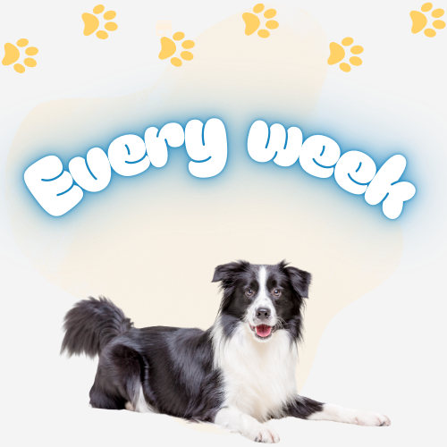 Weekly Dog Poop Cleanup Orange County
