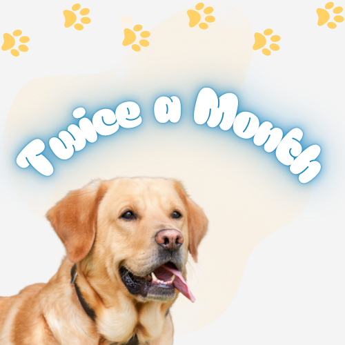 Bi-Weekly Dog Poop Cleanup Orange County