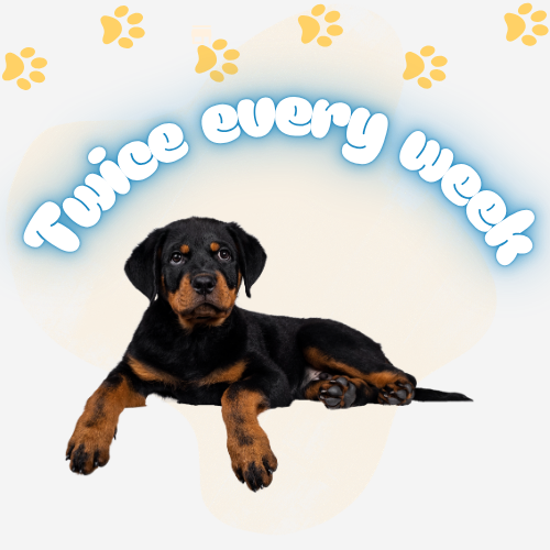 Monday through Friday daily dog poop cleanup service in Orange County by OC Poop Scoop