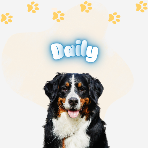 Monday–Friday Dog Waste Cleanup – Daily Service (Orange County)