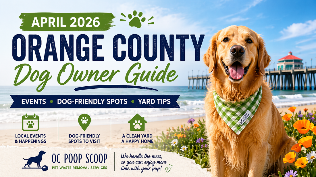 Dog-friendly spring day in Huntington Beach with dogs at the beach in Orange County